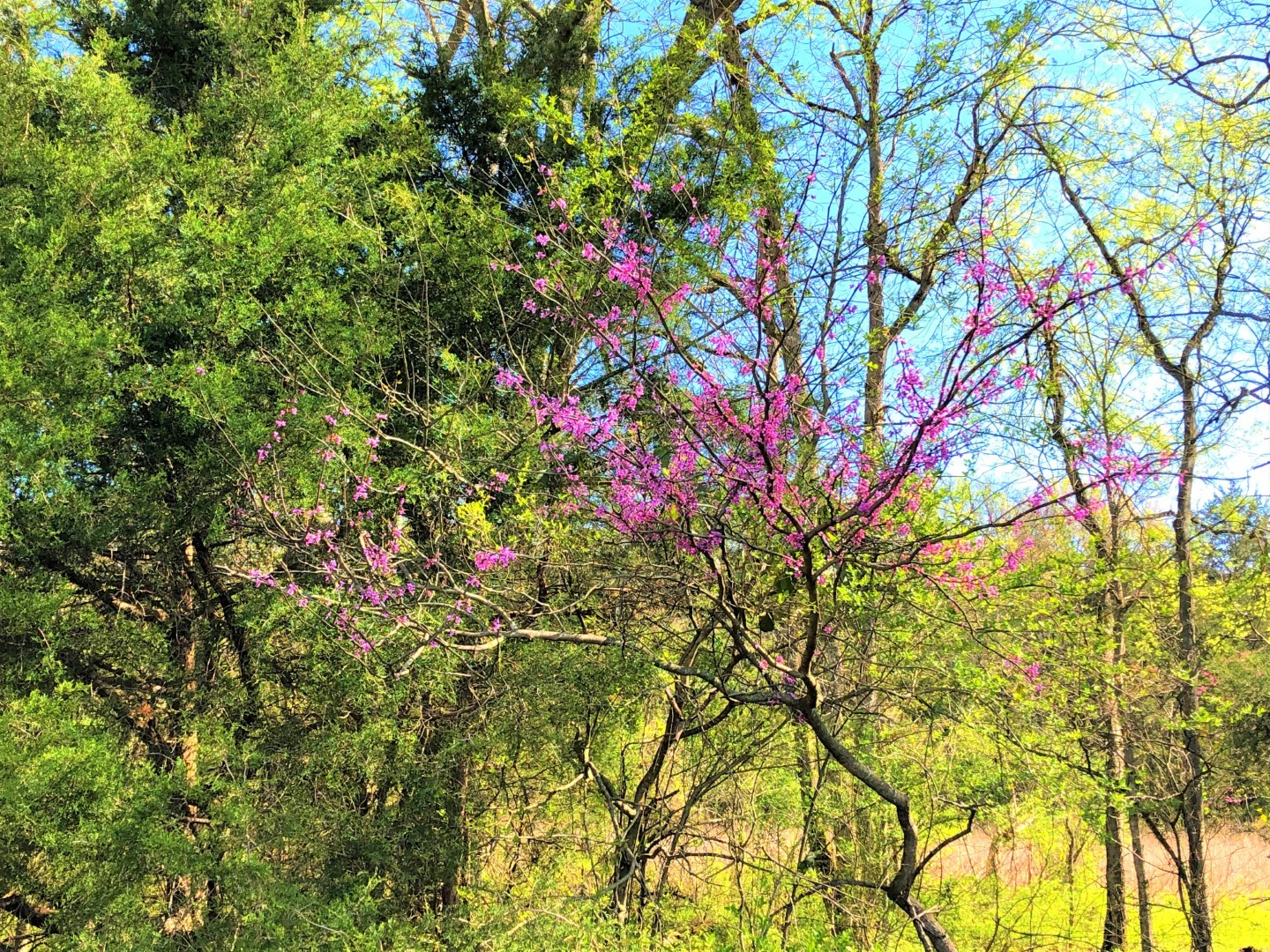 2957 Case Road Prospect, TN 38477 - Photo 22 of 31 a backyard of a house with a tree