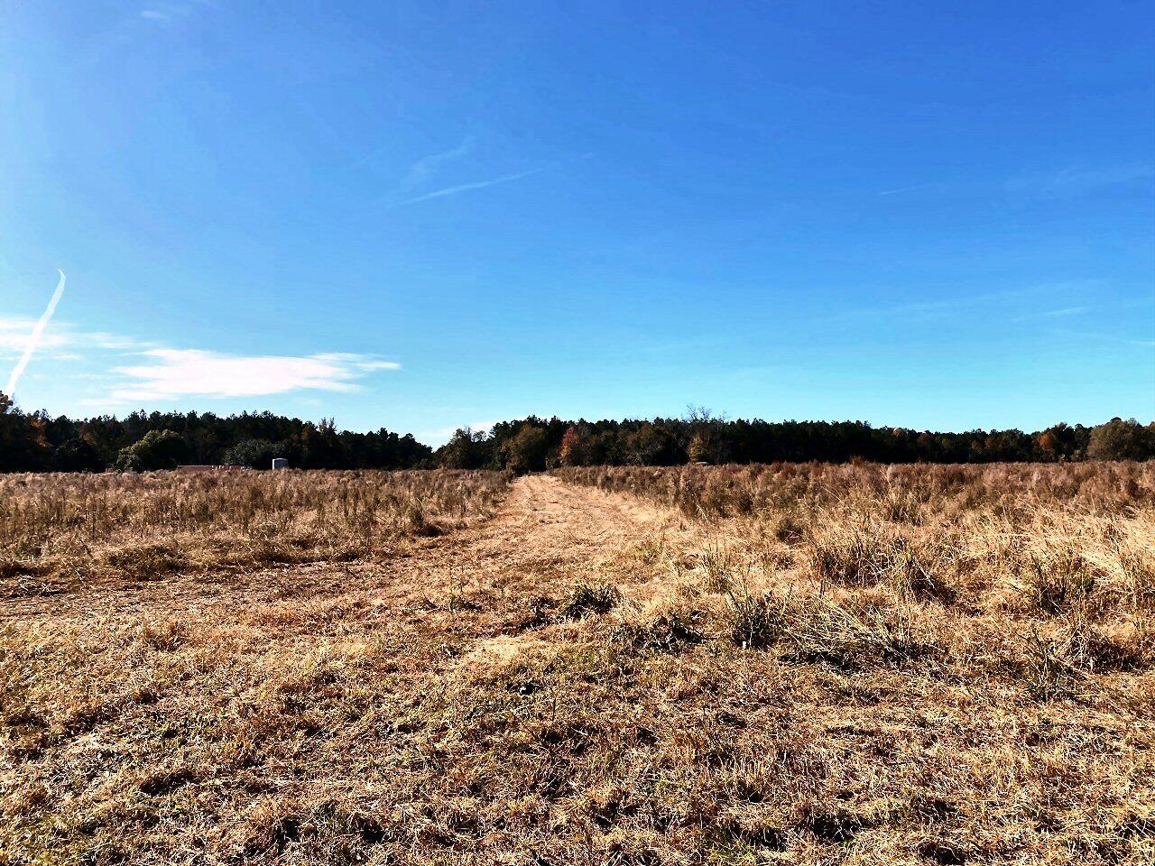 4 State Road Holly Hill, SC 29059 - Photo 10 of 27 Hunters Paradise!