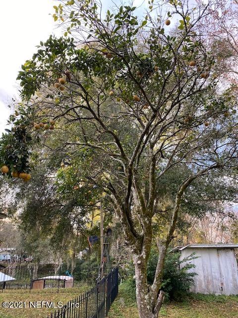 147 Sportsman Fruite Trees