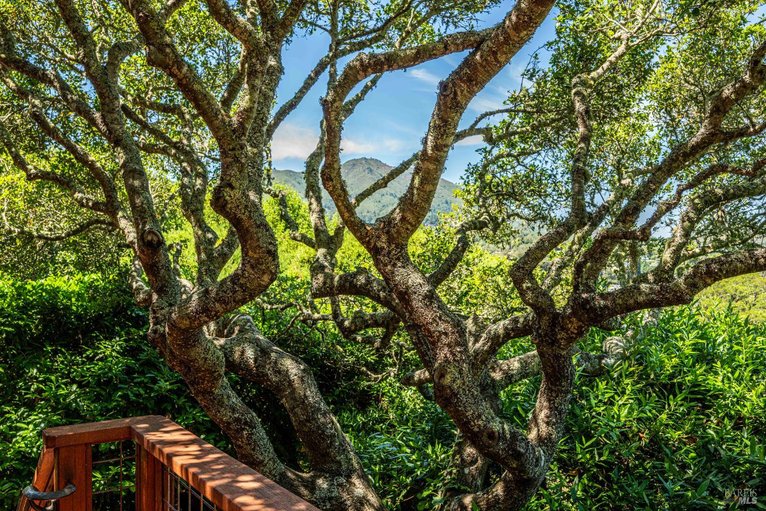 38 Helens Lane Mill Valley, CA 94941 - Photo 20 of 64