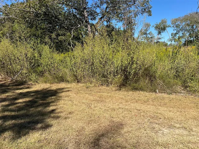 a view of beach and tree