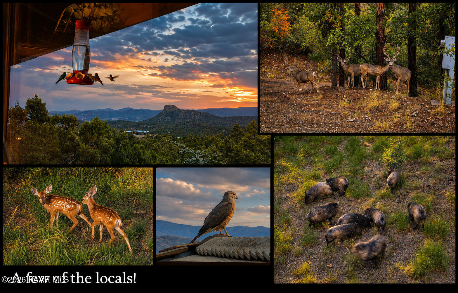 1515 North Happy Valley Road, Unit 5 01 AC Prescott, AZ 86305 - Photo 67 of 77 Just a few of the locals!