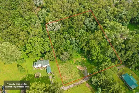 a view of a yard with plants and large trees