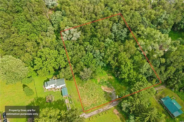 a view of a yard with plants and large trees