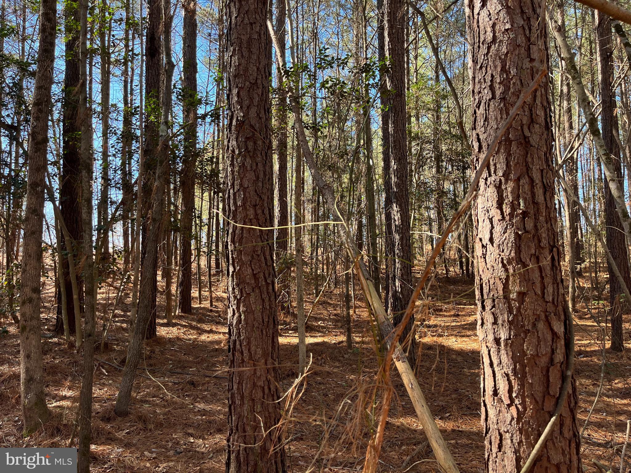 Fox Branch Road Carson, VA 23830 - Photo 11 of 23