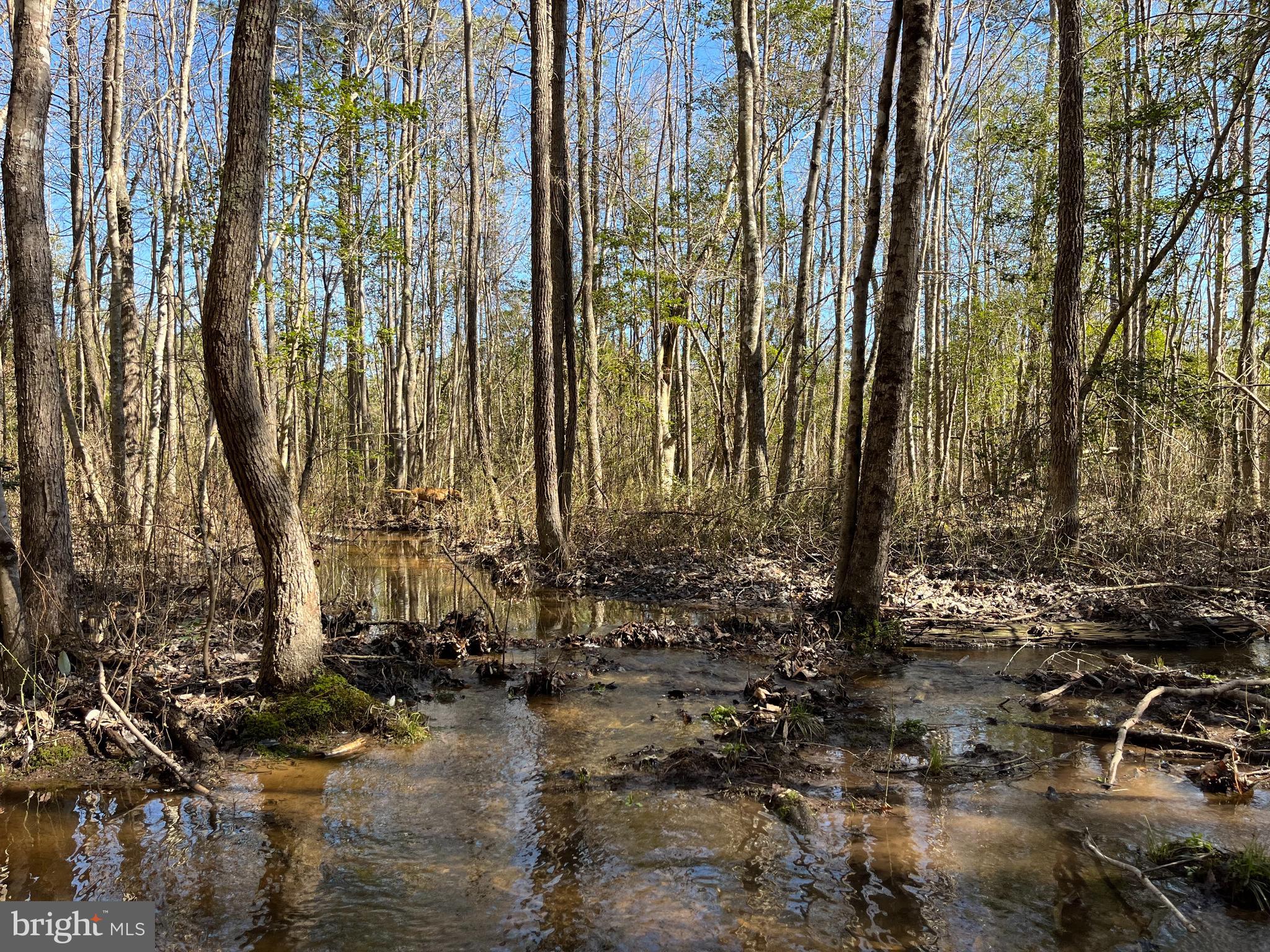Fox Branch Road Carson, VA 23830 - Photo 16 of 23