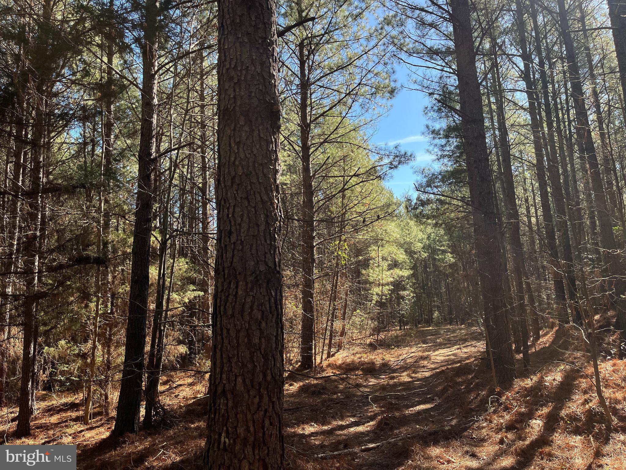 Fox Branch Road Carson, VA 23830 - Photo 4 of 23