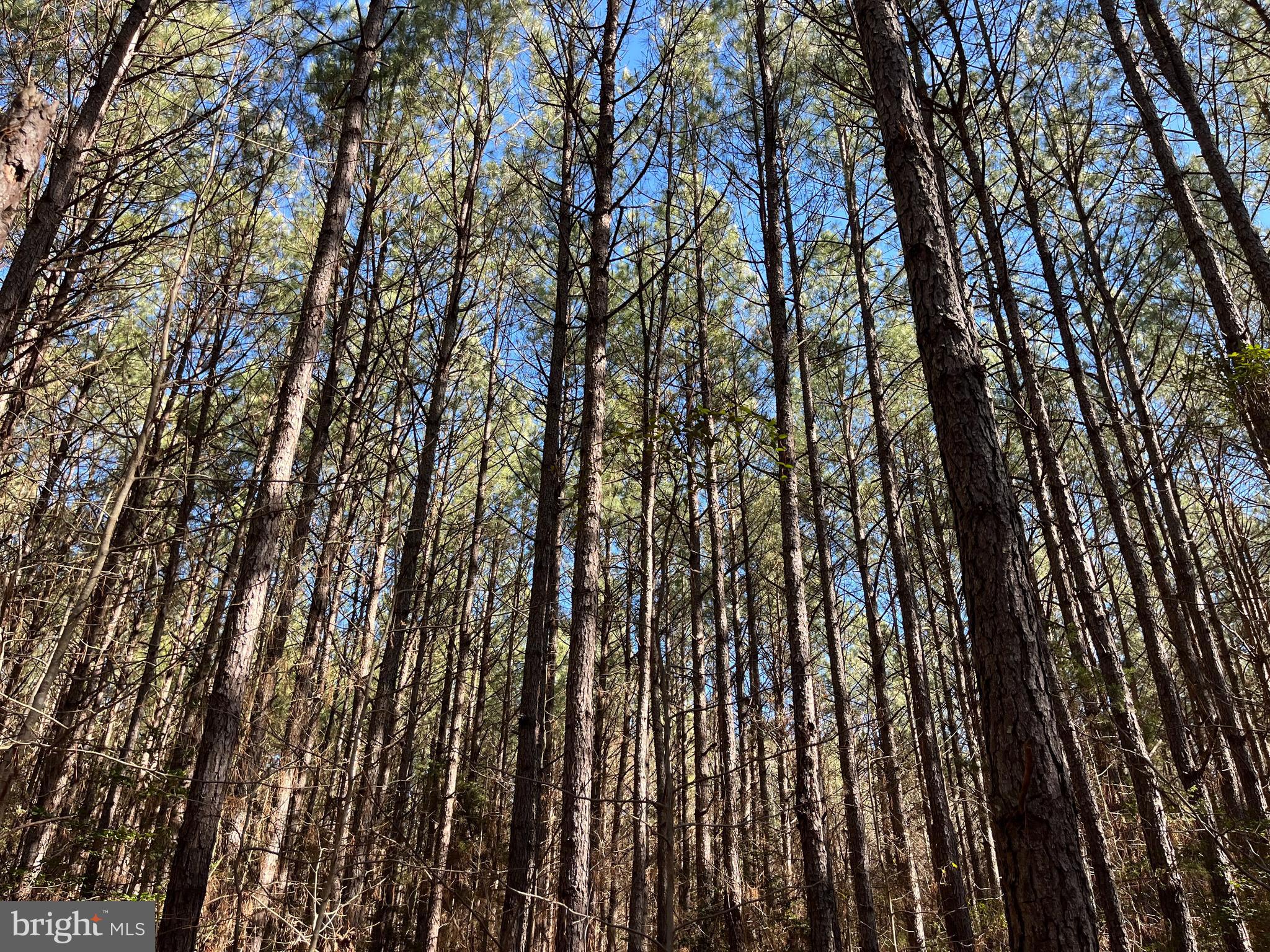 Fox Branch Road Carson, VA 23830 - Photo 7 of 23