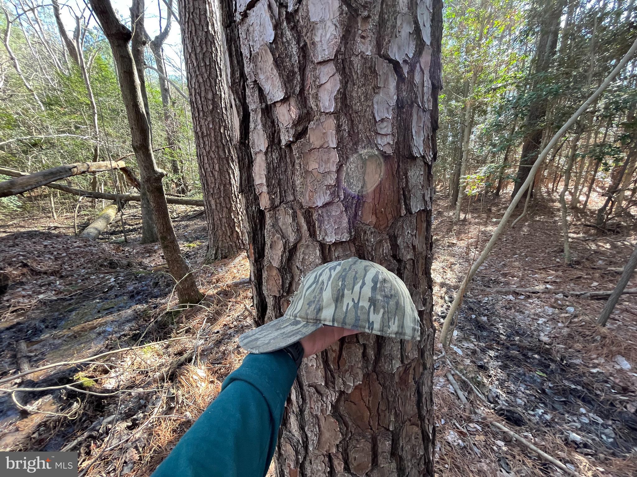 Fox Branch Road Carson, VA 23830 - Photo 10 of 23