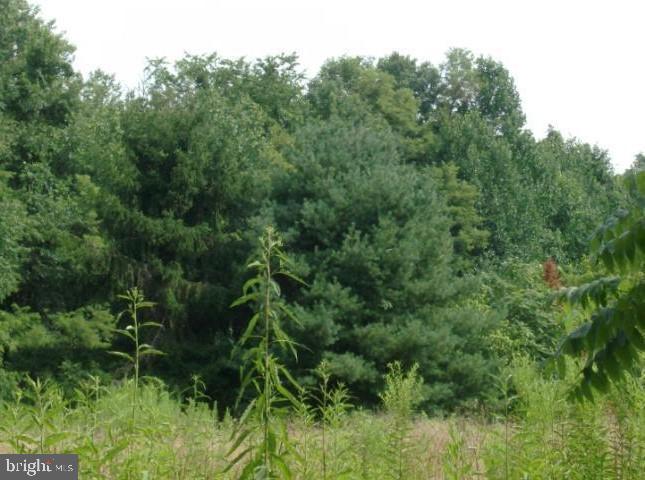 Low Line Road Great Cacapon, WV 25422 - Photo 13 of 21 Trees on Lot