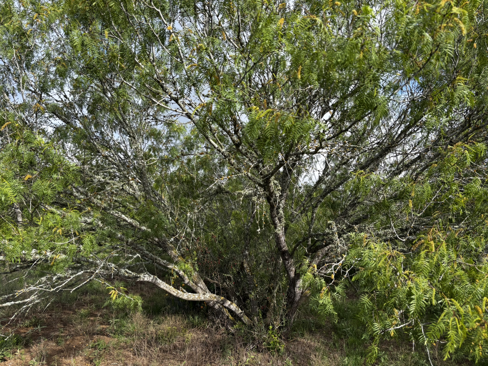 683 County Road 467 Elgin, TX 78621 - Photo 2 of 26 Mature tree with dense green foliage and exposed branches