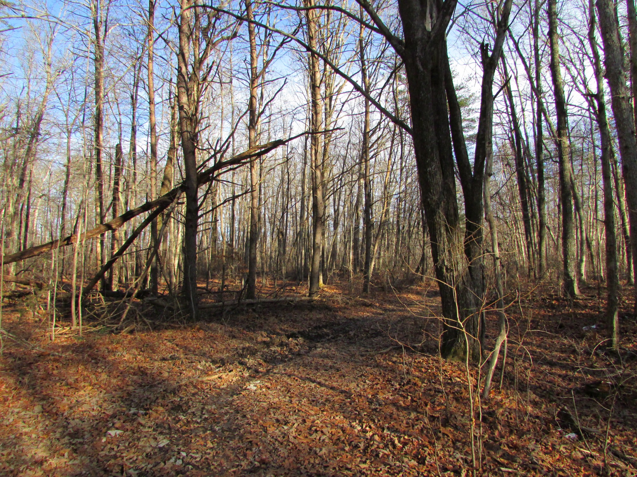 0 Joe King Road Altamont, TN 37301 - Photo 1 of 15 Gallery Image 1