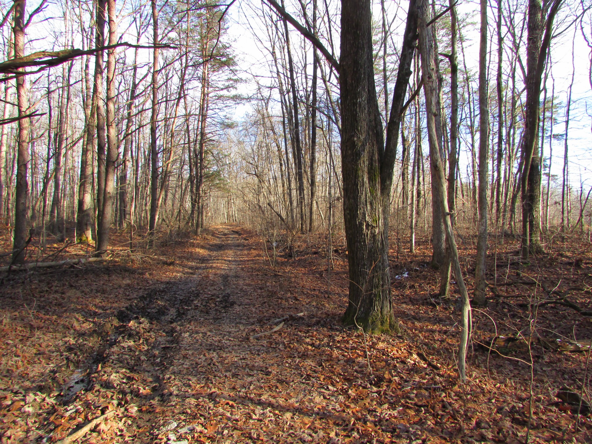 0 Joe King Road Altamont, TN 37301 - Photo 3 of 15 Gallery Image 3