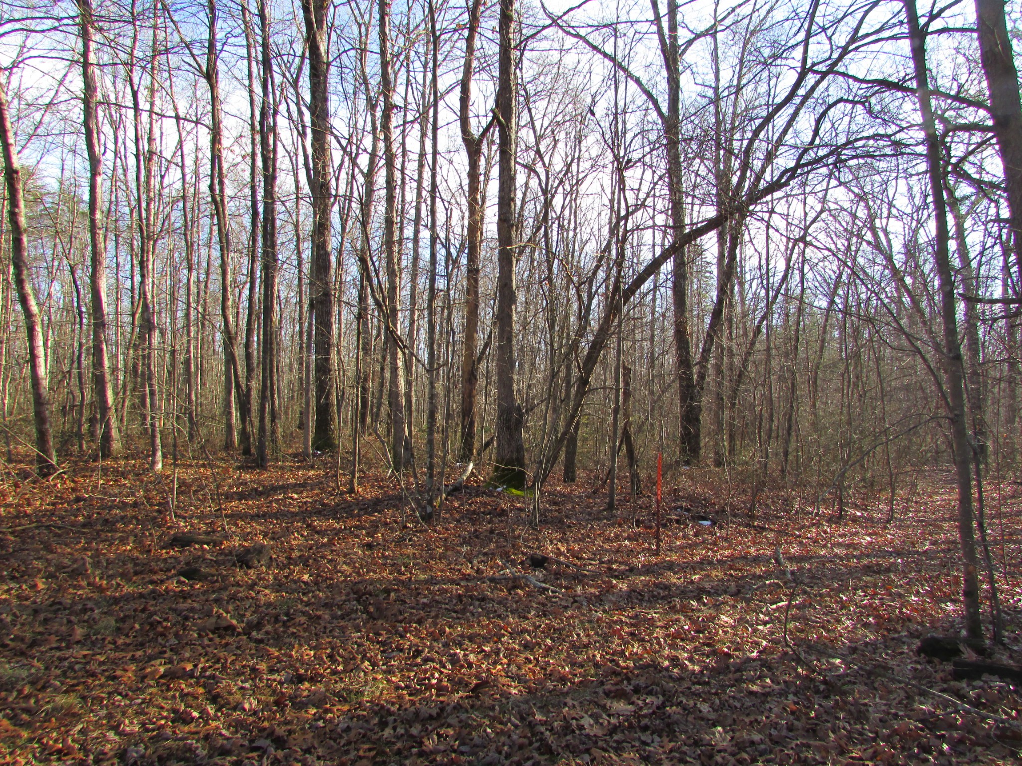 0 Joe King Road Altamont, TN 37301 - Photo 4 of 15 Gallery Image 4