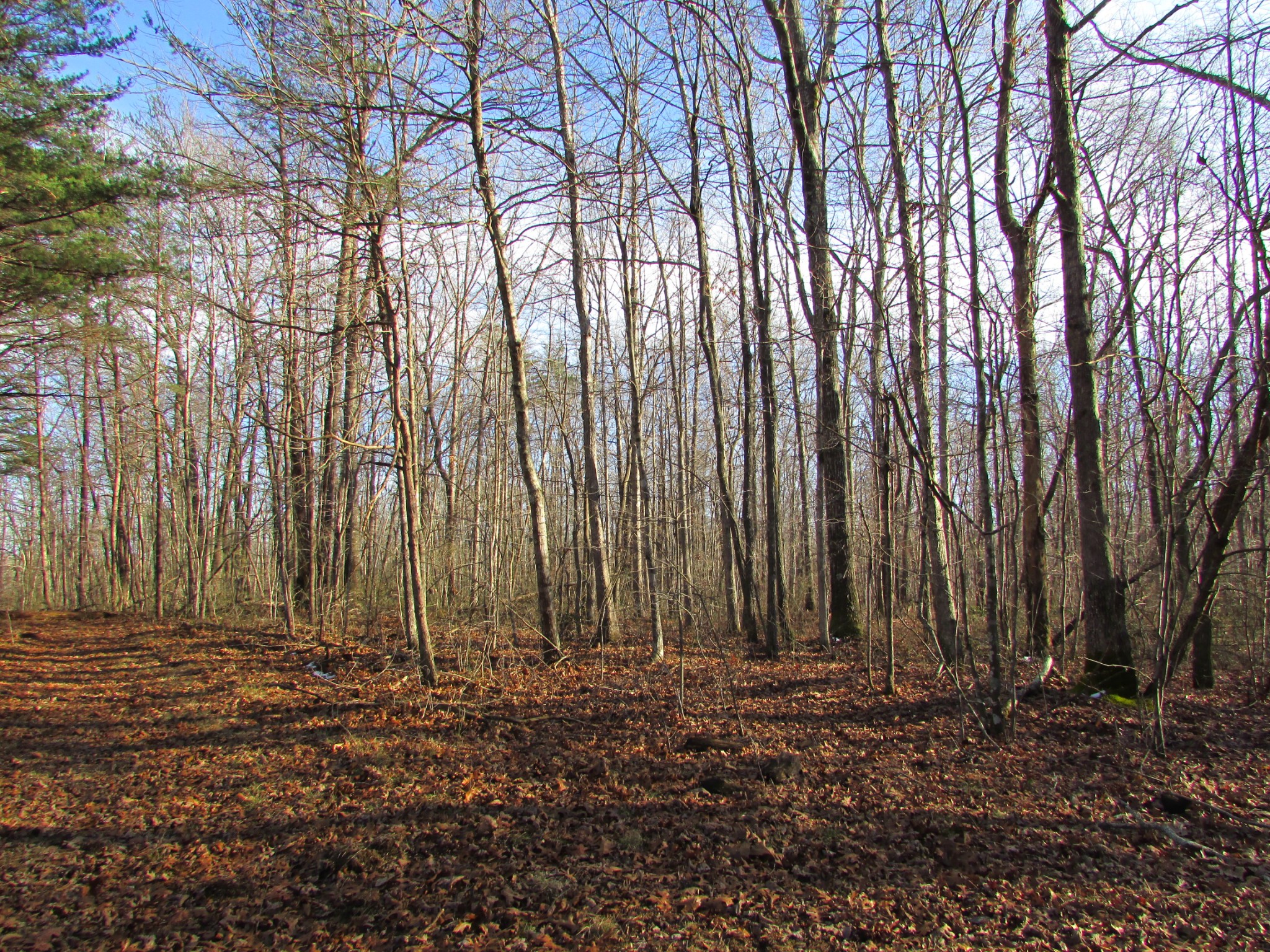 0 Joe King Road Altamont, TN 37301 - Photo 5 of 15 Gallery Image 5