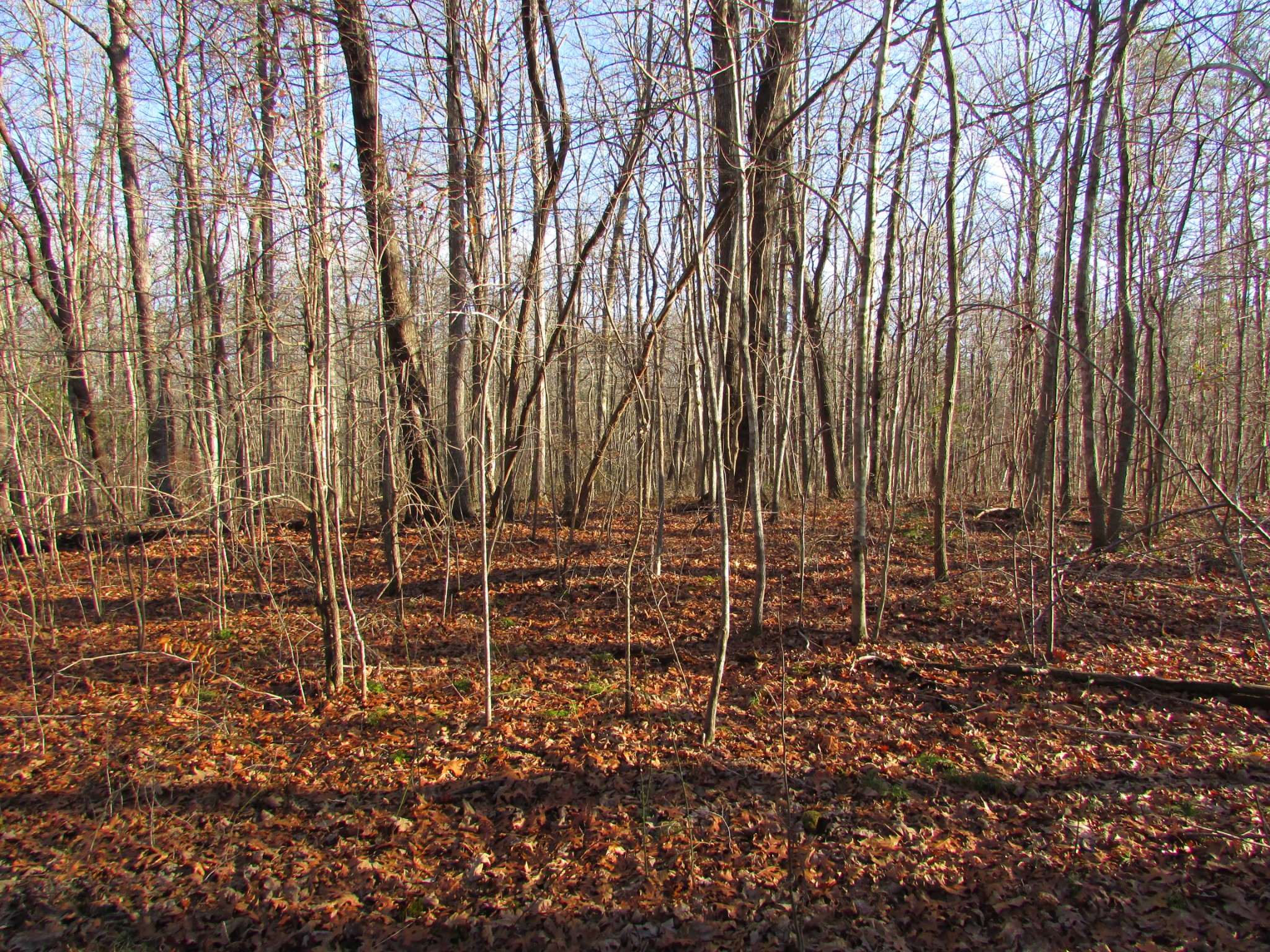 0 Joe King Road Altamont, TN 37301 - Photo 6 of 15 Gallery Image 6