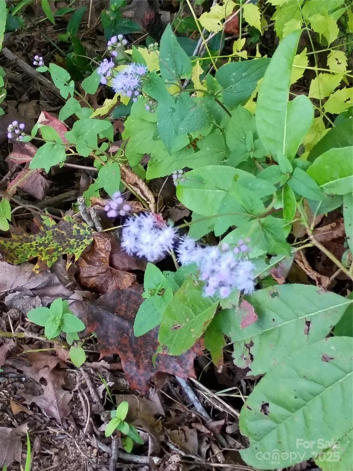 0 Toney Road Bostic, NC 28018 - Photo 2 of 11 a garden with lots of flowers and trees