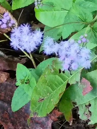 a view of a bunch of flowers