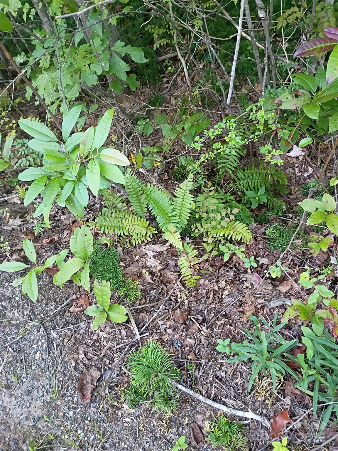 0 Toney Road Bostic, NC 28018 - Photo 7 of 11 a view of a garden with plants