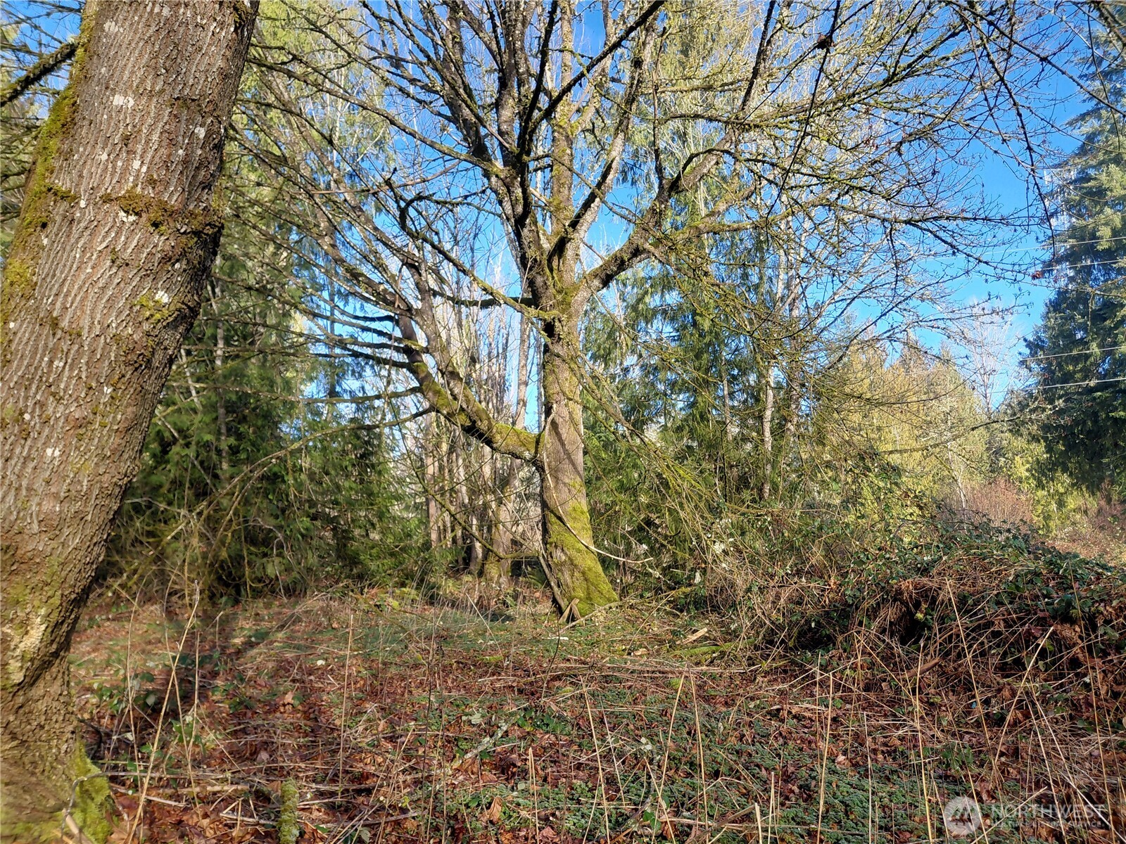 427 Peters Road Randle, WA 98377 - Photo 12 of 39