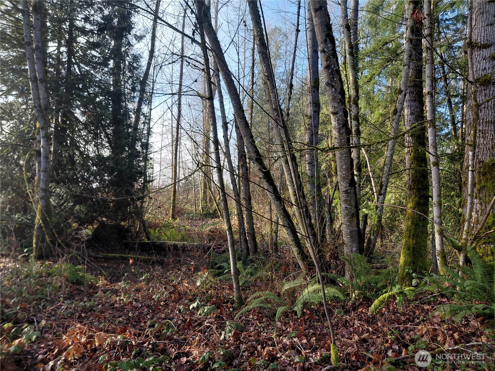 427 Peters Road Randle, WA 98377 - Photo 15 of 39