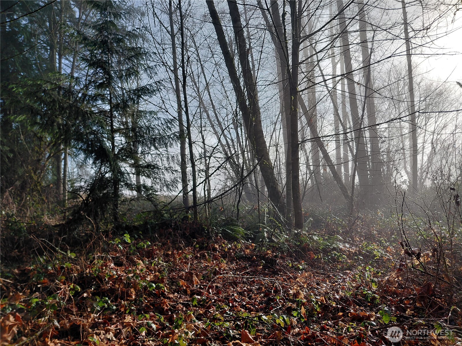 427 Peters Road Randle, WA 98377 - Photo 17 of 39