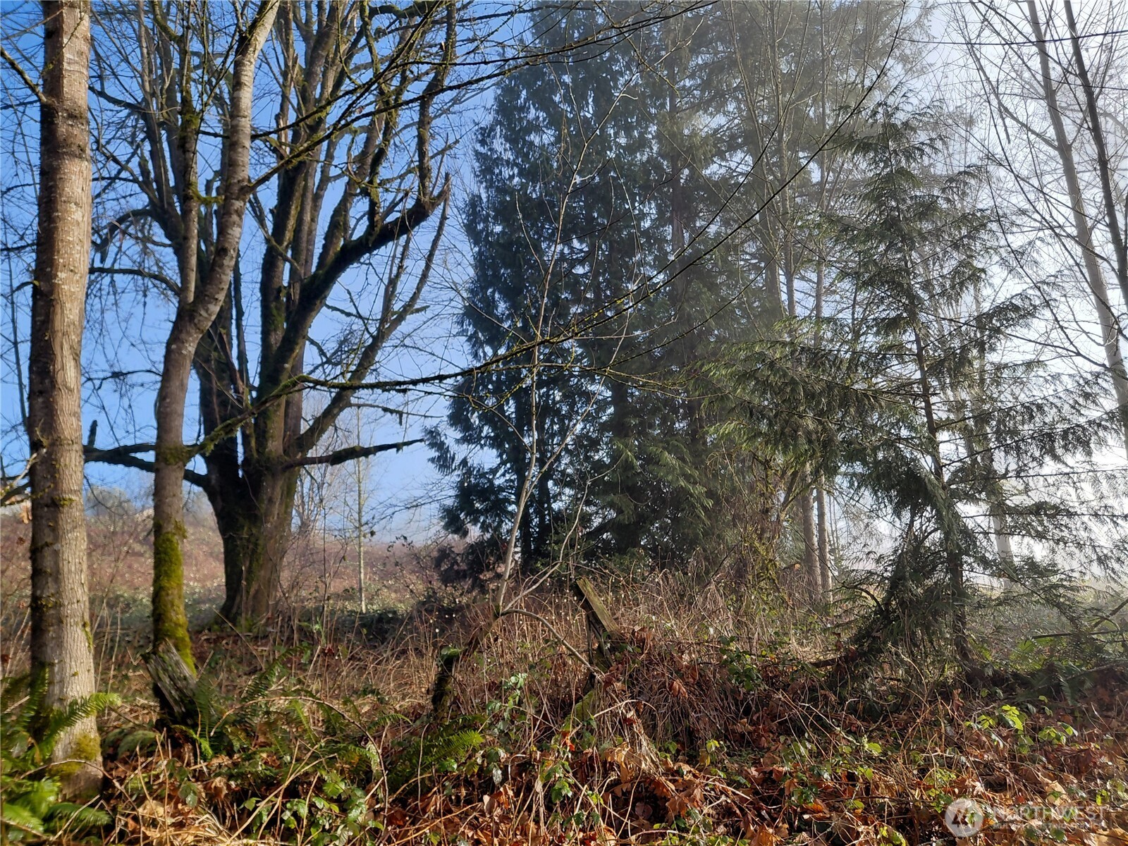 427 Peters Road Randle, WA 98377 - Photo 18 of 39