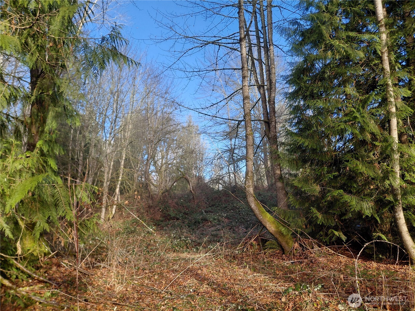 427 Peters Road Randle, WA 98377 - Photo 20 of 39