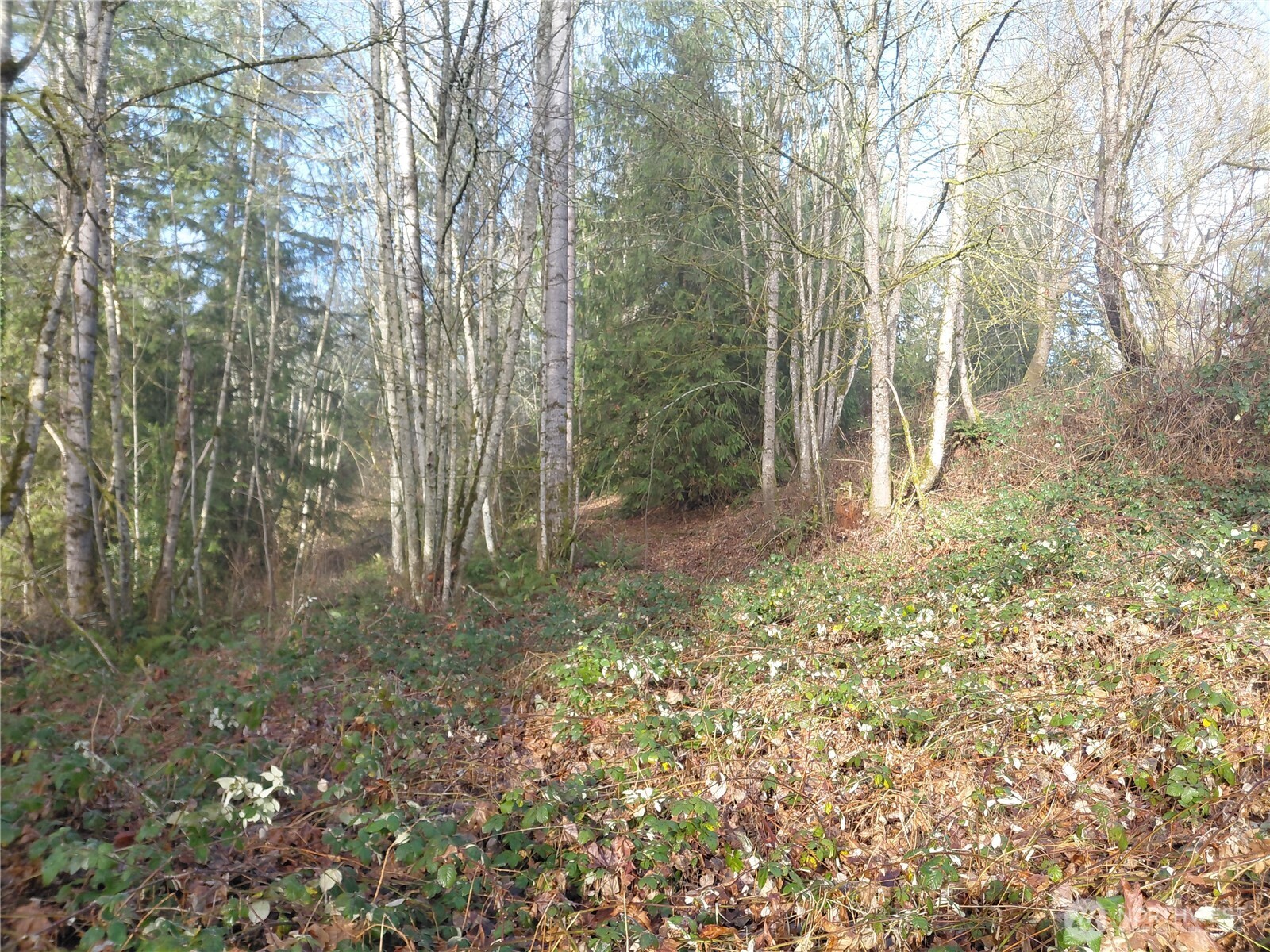 427 Peters Road Randle, WA 98377 - Photo 21 of 39