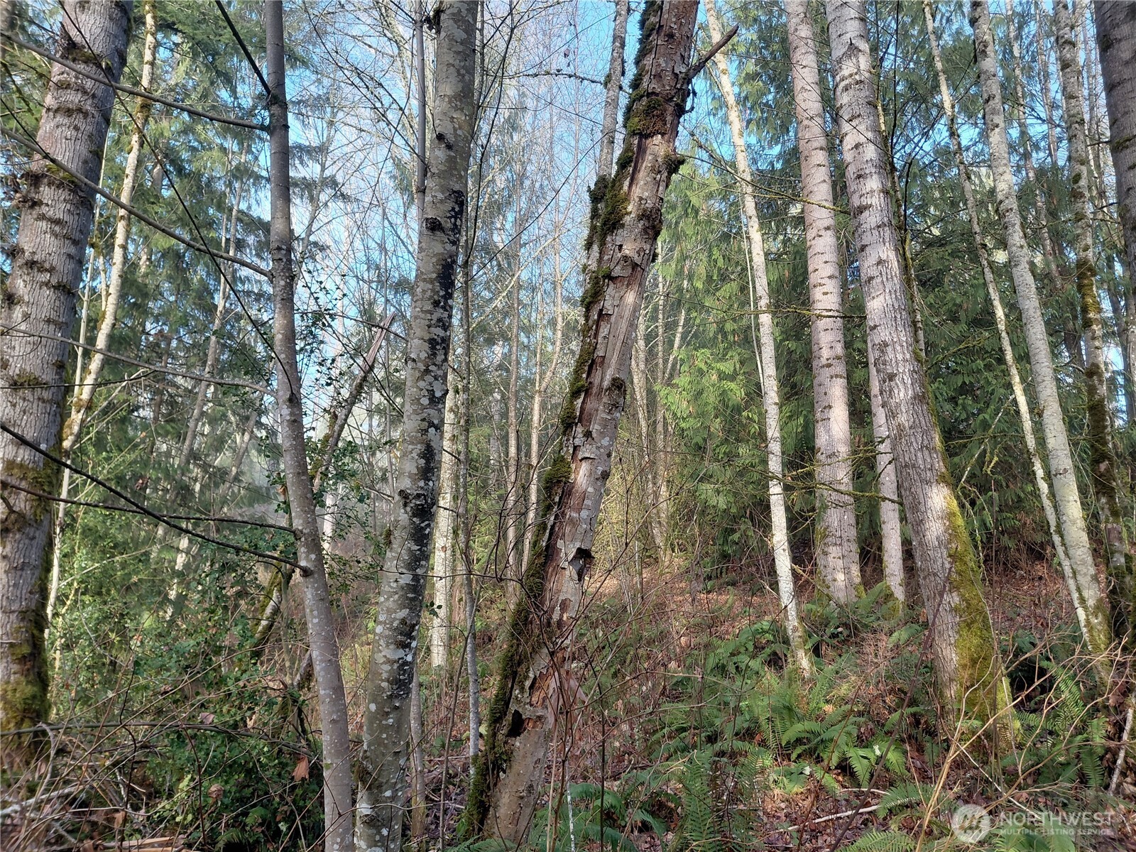 427 Peters Road Randle, WA 98377 - Photo 25 of 39