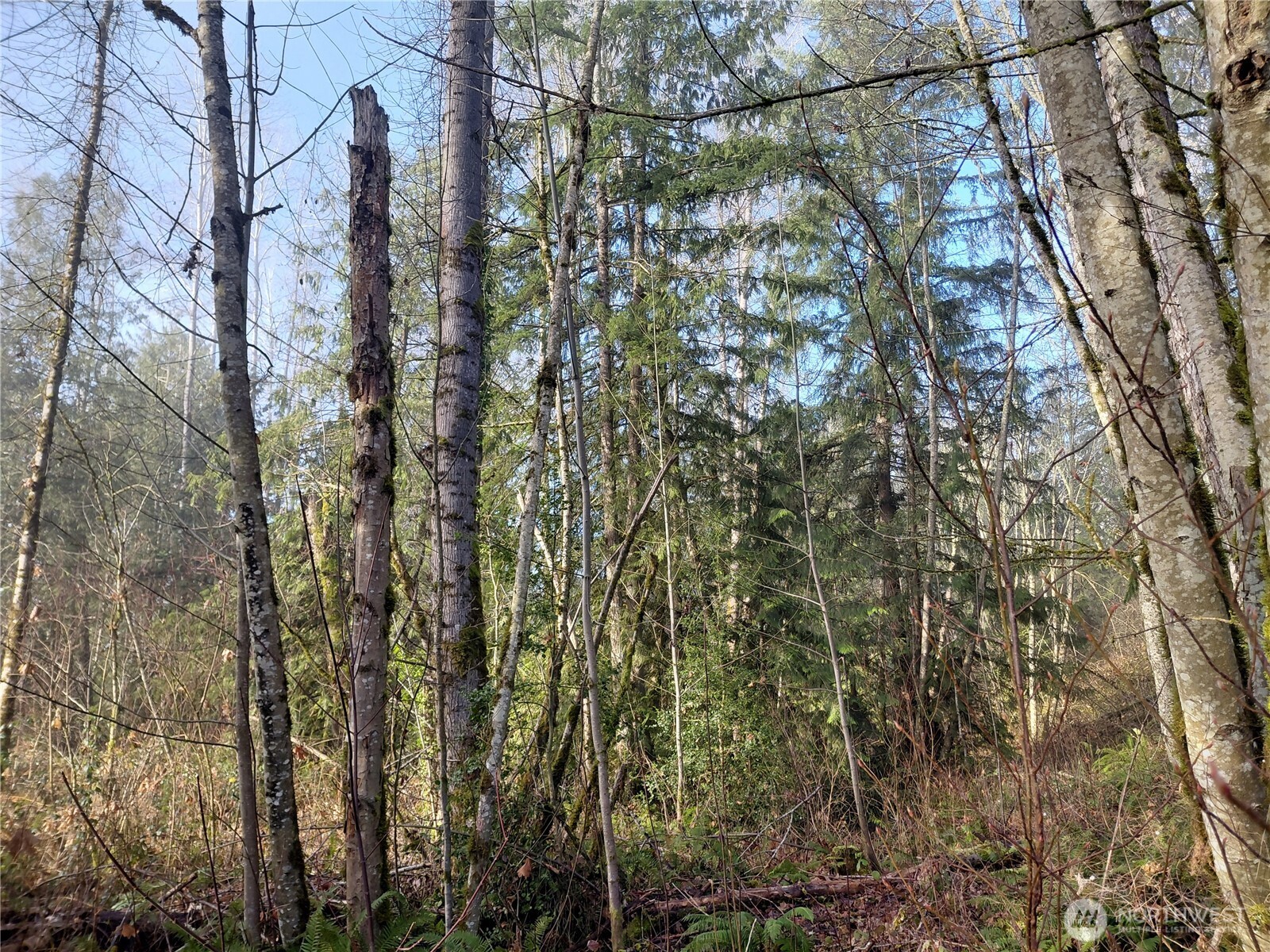 427 Peters Road Randle, WA 98377 - Photo 26 of 39