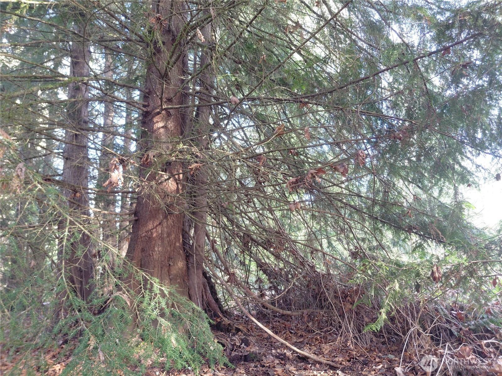 427 Peters Road Randle, WA 98377 - Photo 33 of 39