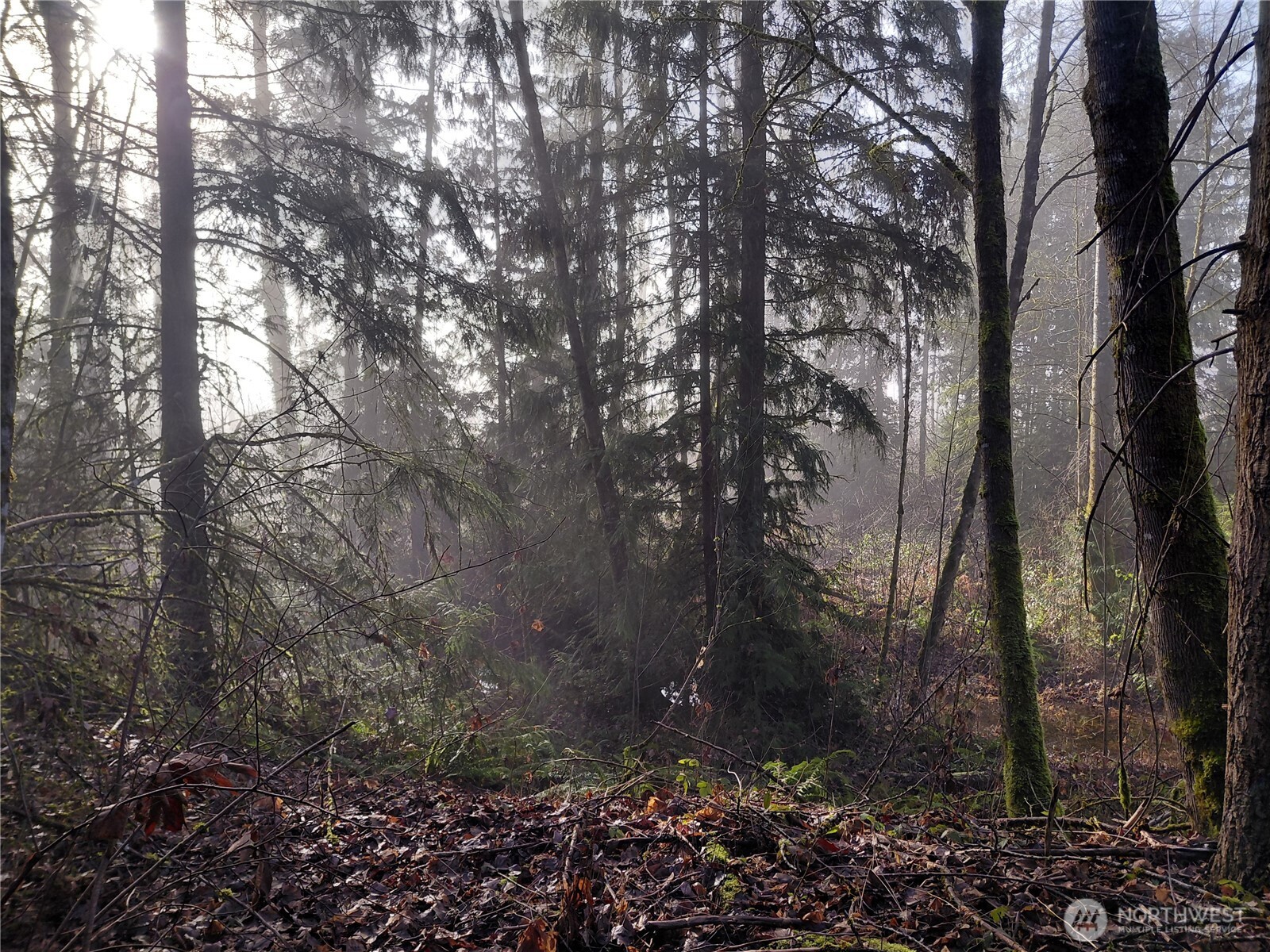 427 Peters Road Randle, WA 98377 - Photo 35 of 39