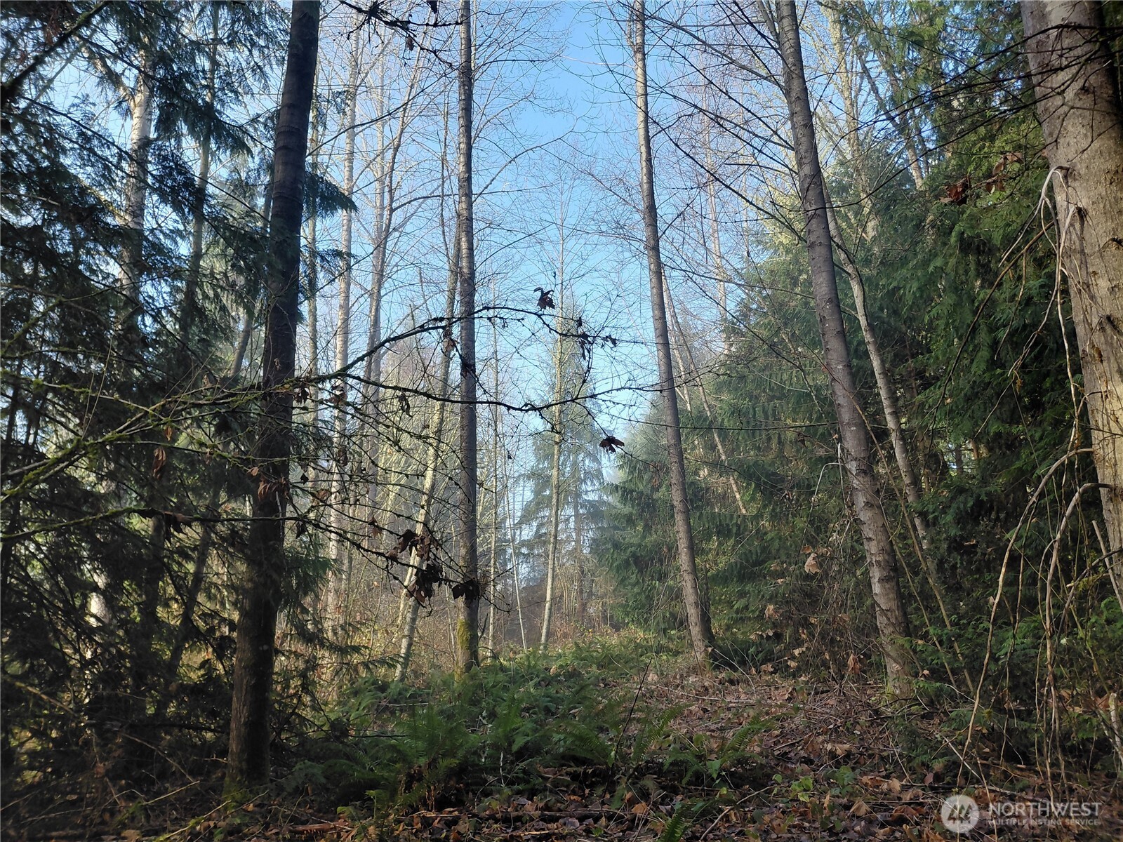 427 Peters Road Randle, WA 98377 - Photo 36 of 39