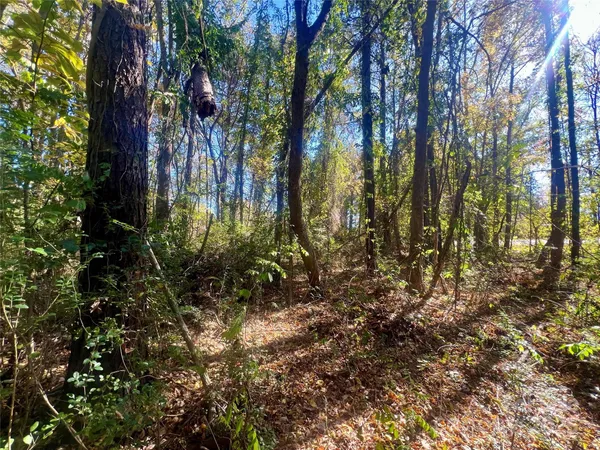a view of forest
