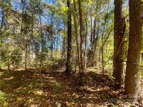 a view of forest