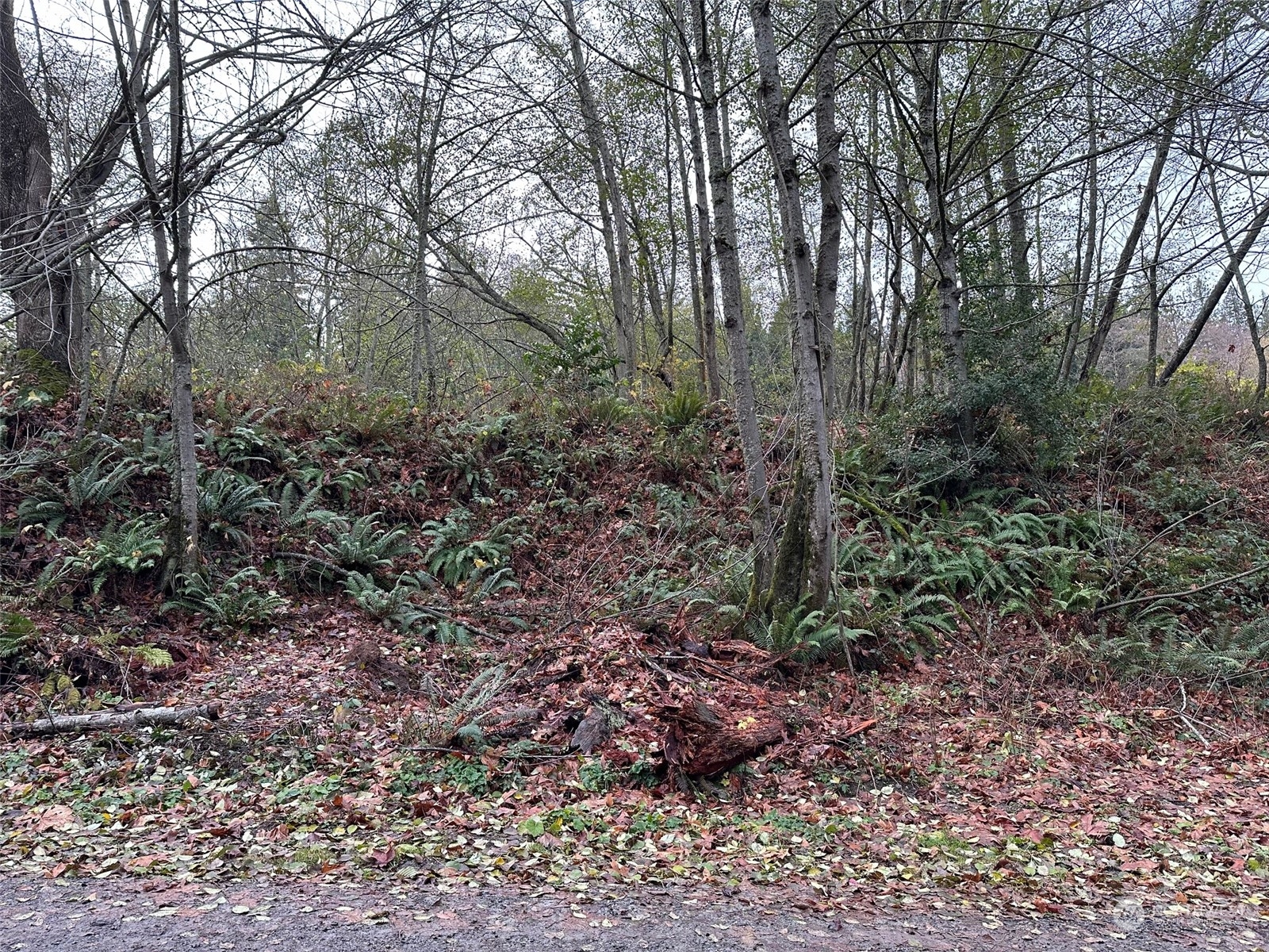 113 Port Susan Drive Everett, WA 98201 - Photo 4 of 23 a view of a garden with a tree