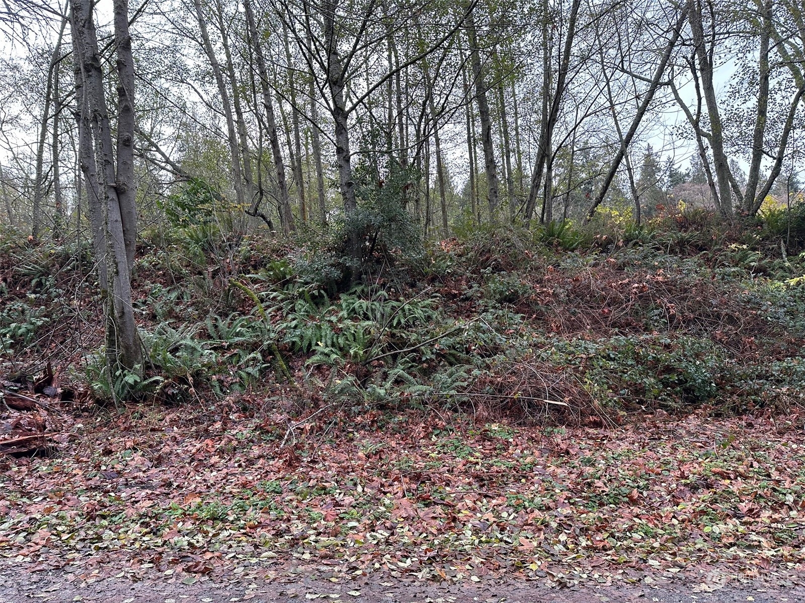 113 Port Susan Drive Everett, WA 98201 - Photo 5 of 23 a view of a yard with plants and trees