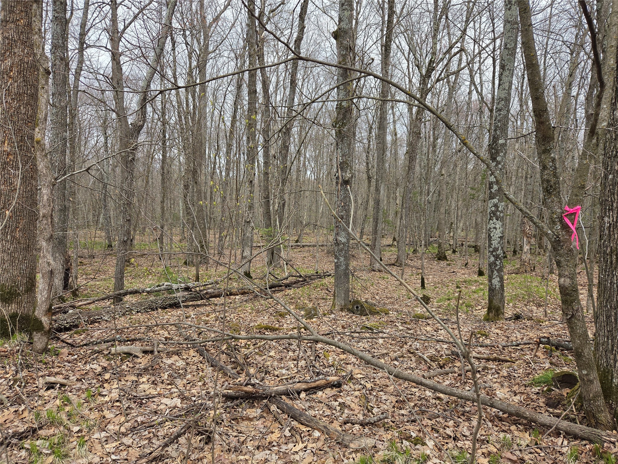Prime Hunting Land adjacent to Washburn County Forest. 12.44 acres of level hardwoods.