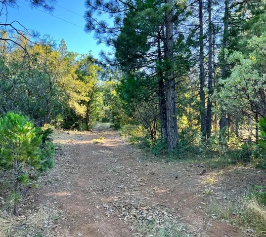 a view of a forest filled with trees