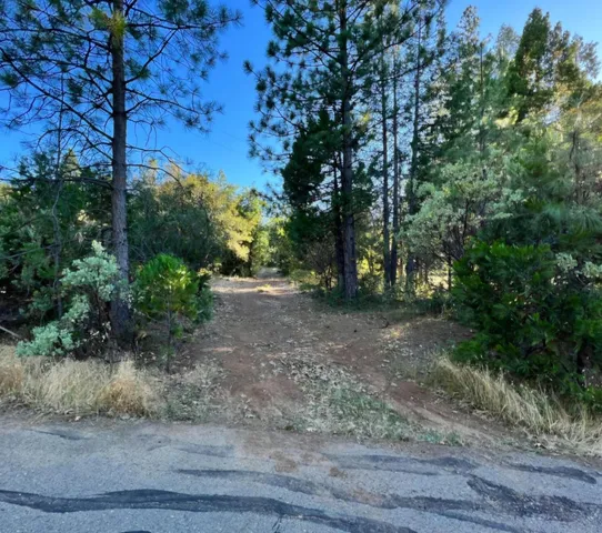 a view of a forest with trees in the background