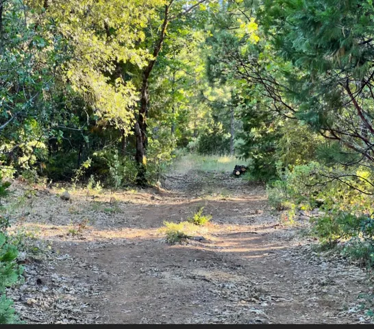 a view of a yard with an trees