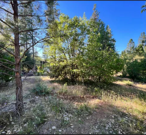 a view of a forest with trees