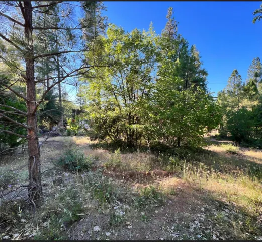a view of a forest with trees