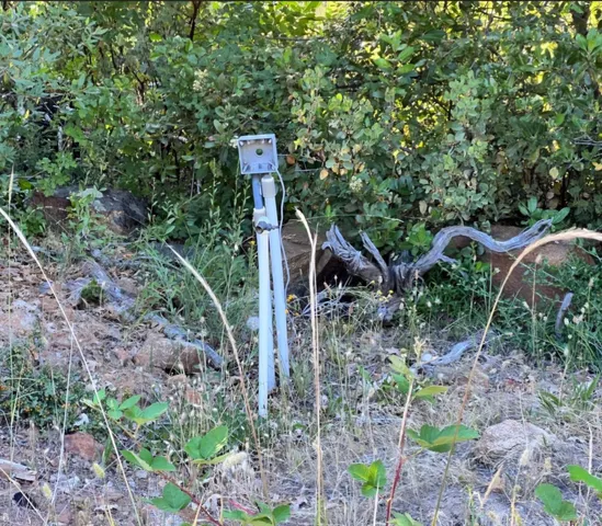 a fire hydrant in the middle of the forest
