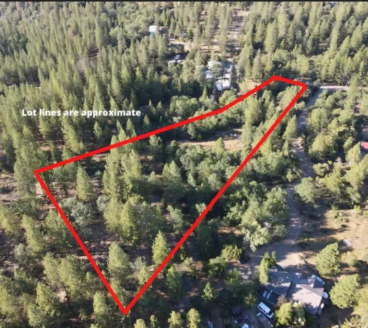 a view of a park with large trees and plants