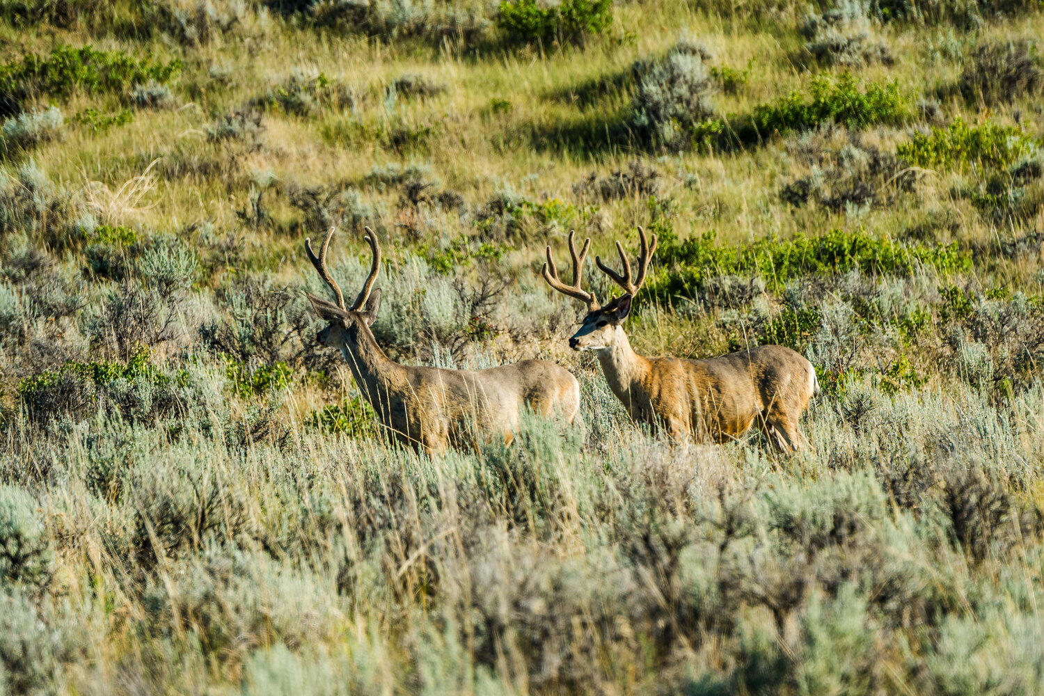 Sr Road, Unit /411 Wyarno, WY 82845 - Photo 39 of 39 058_dsc_3480_847