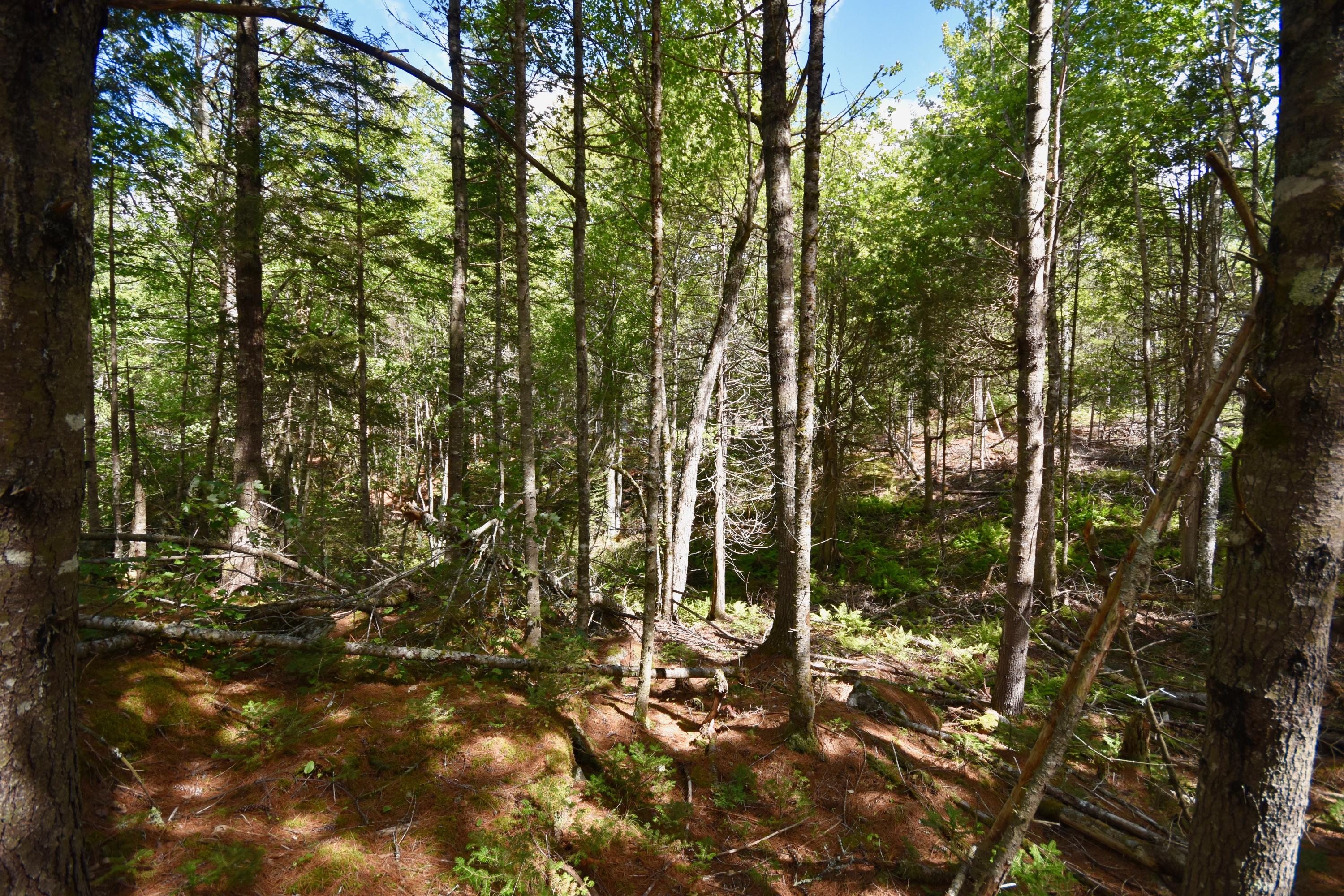 0 West Appleton Road Appleton, ME 04862 - Photo 4 of 13 DSC_0644