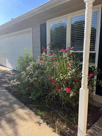 a potted plant sitting in front of a house