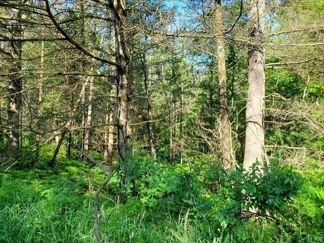 0 Quigley Road, Unit 40 ACRES QUIGLEY ROAD Alger, MI 48610 - Photo 2 of 8